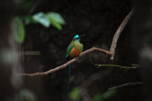 Comment rédiger le statut juridique d'une SARL ?