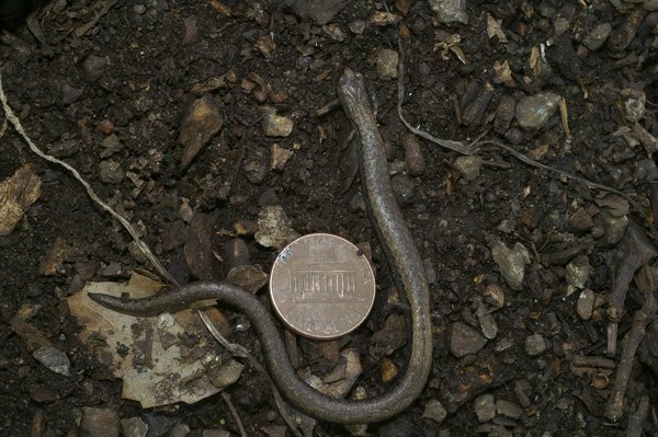 Quel est le meilleur entre HP et DELL ?