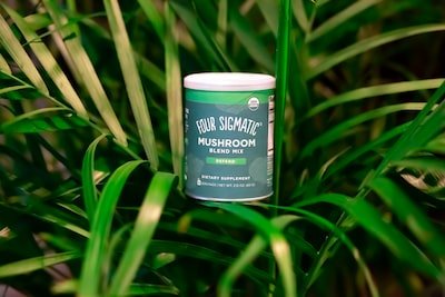 Le Chaga mushroom : bienfaits et effets secondaires