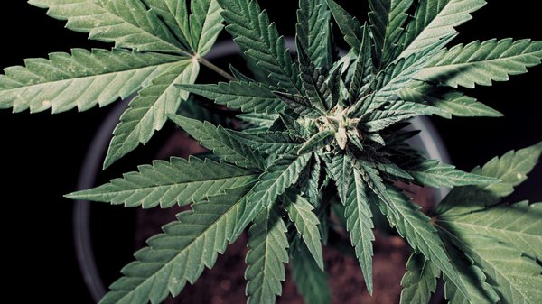 Histoire du hash chanvre : comment le produit a dominé le marché ?