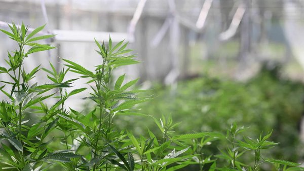 Bienfaits du cbd sur le système et bien-être